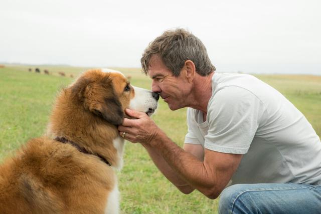 改变世界的犬类 mkv:电影《一只狗的使命》第四世是什么品种？