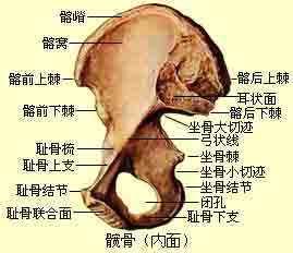 盆骨前倾有好的矫正美体的方式吗？
