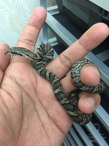 出售黄花松蛇:从哪里可以买到小蛇做宠物？