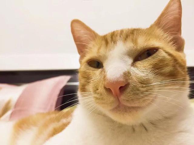 闷猫:养不熟的猫还要继续养下去吗？