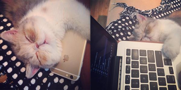 加菲猫的狂欢节游戏在线玩:你的爱宠蠢萌得让你哭笑不得的一件事是什么？