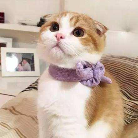 猫怕黄瓜吓飞了的视频:有谁家的猫像我家皇帝这样不吃鱼的么？