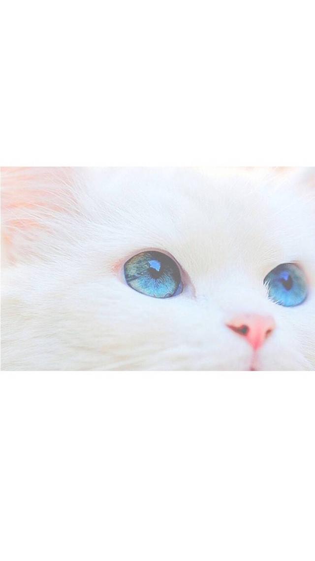 怎么确定猫咪认主人了:为什么猫咪知道主人心情不好了