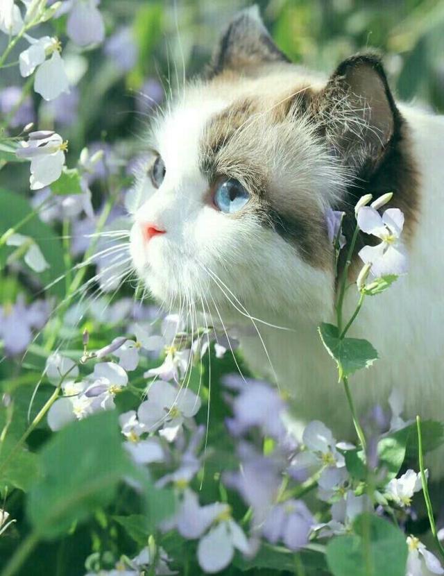 怎么确定猫咪认主人了:为什么猫咪知道主人心情不好了