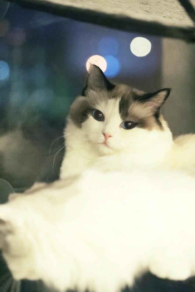 怎么确定猫咪认主人了:为什么猫咪知道主人心情不好了