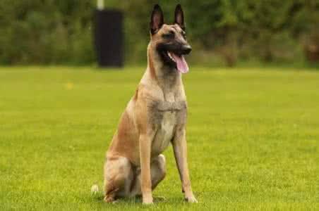 墨界黑狼犬和豹系黑狼:黑狼犬和马犬的缺点和优点各是什么，哪个更凶猛，哪个更聪明？