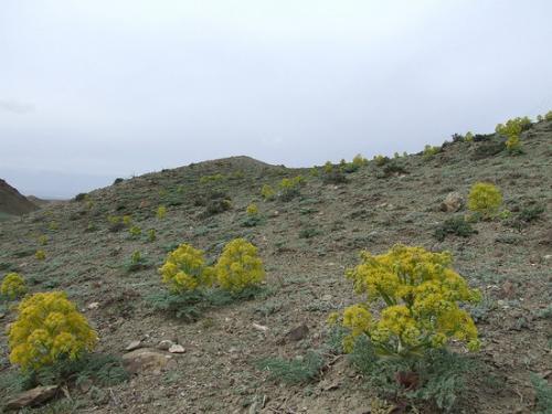 新疆壮阳，新疆土生土长的花朵有哪些呢？以及花期？