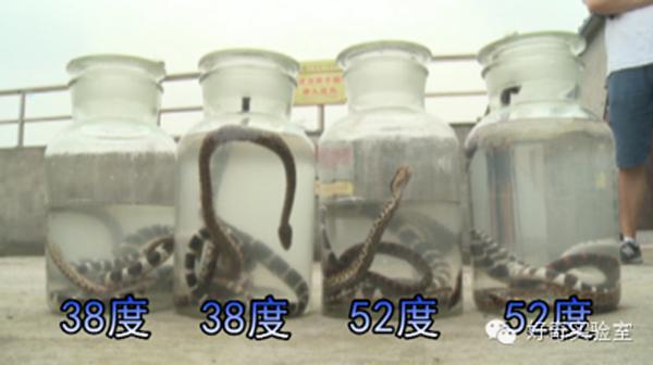毒蛇泡酒咬人:为什么拿蛇泡酒还会有蛇不死的可能啊