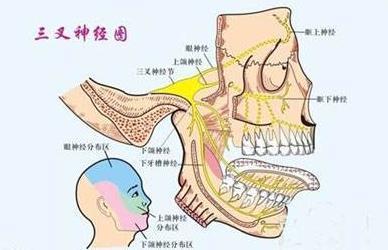 经常头痛呼吸困难是怎么回事:经常会头痛是为什么啊 ？特别痛？