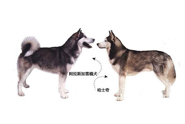 纯种阿拉斯加犬跟哈士奇:阿拉斯加雪橇犬和哈士奇怎么区别？ 阿拉斯加犬和哈士奇的关系