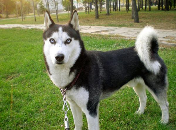 纯种阿拉斯加犬跟哈士奇:阿拉斯加雪橇犬和哈士奇怎么区别？ 阿拉斯加犬和哈士奇的关系