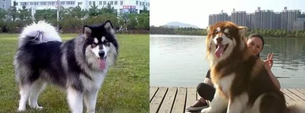 纯种阿拉斯加犬跟哈士奇:阿拉斯加雪橇犬和哈士奇怎么区别？ 阿拉斯加犬和哈士奇的关系