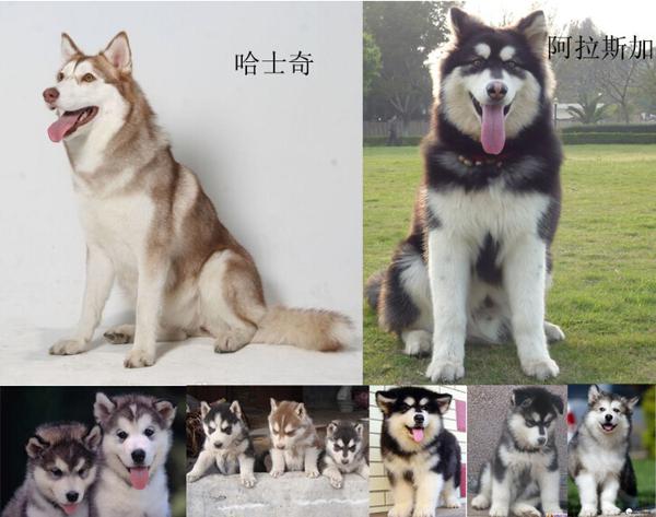 纯种阿拉斯加犬跟哈士奇:阿拉斯加雪橇犬和哈士奇怎么区别？ 阿拉斯加犬和哈士奇的关系