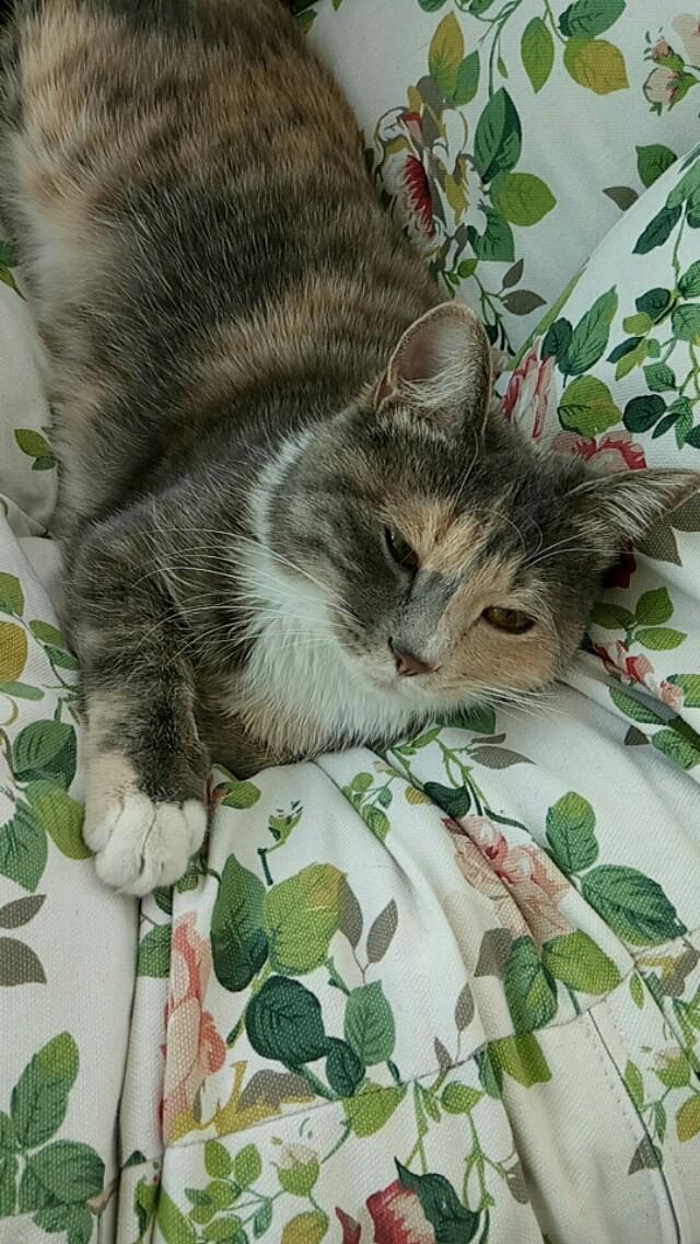 小佩闷猫:每只猫的性格真的都不同吗？