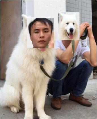 美卡犬要挤肛门:不给狗狗挤肛门腺，它容易出现哪些情况？