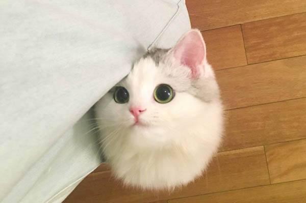 异国短毛猫 广西论坛:那些远嫁的全职妈妈们，你们过的好吗？