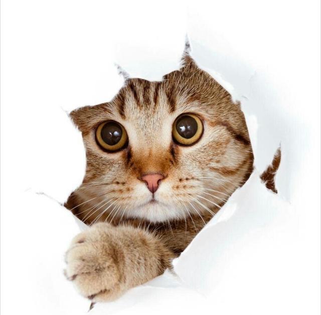 怎么确定猫咪认主人了:为什么猫咪知道主人心情不好了