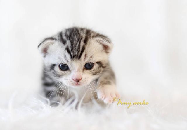 怎么确定猫咪认主人了:为什么猫咪知道主人心情不好了