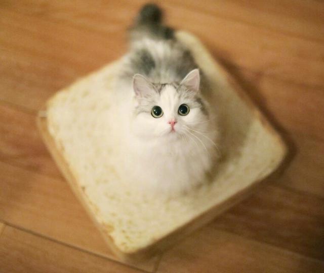 怎么确定猫咪认主人了:为什么猫咪知道主人心情不好了