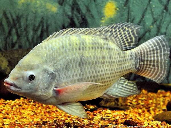 头条问答 - 渔业里吴郭鱼是什么鱼?(20个回答)