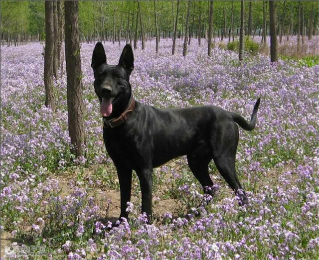 墨界黑狼犬和豹系黑狼:黑狼犬和马犬的缺点和优点各是什么，哪个更凶猛，哪个更聪明？