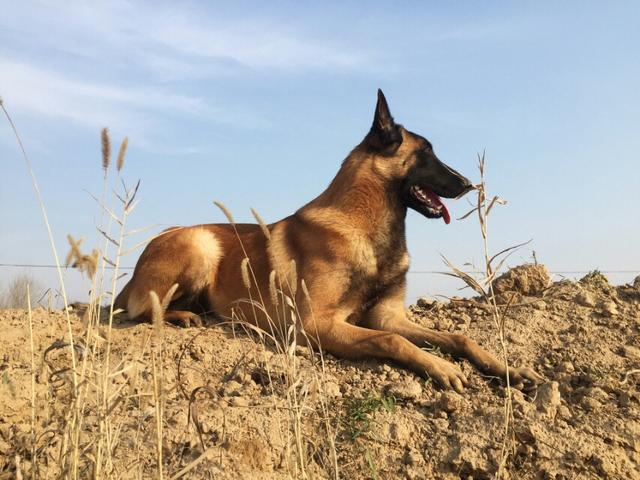 墨界黑狼犬和豹系黑狼:黑狼犬和马犬的缺点和优点各是什么，哪个更凶猛，哪个更聪明？