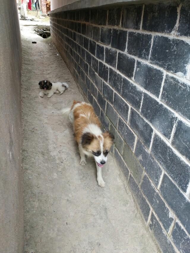 狗狂吠救老人性命腾讯:如果人被狗咬了以后，不打狂犬疫苗”会像狗一样叫吗？