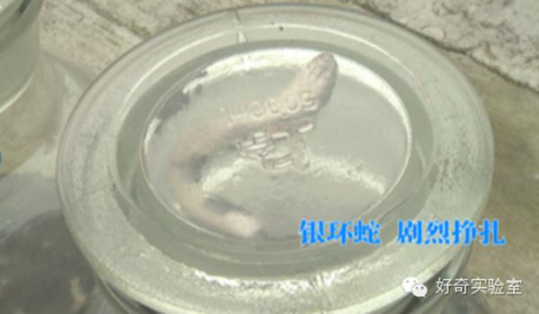 毒蛇泡酒咬人:为什么拿蛇泡酒还会有蛇不死的可能啊