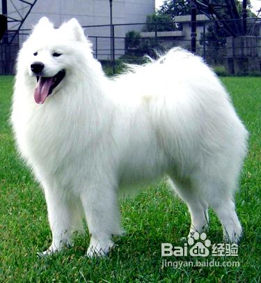萨摩狗:细数萨摩耶狗狗的尴尬期_幼犬换毛？