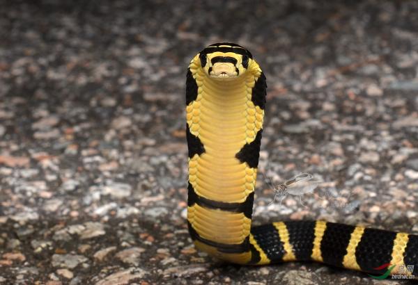 玉米蛇是爬行动物爱好者的完美宠物，从哪里可以买到小蛇做宠物