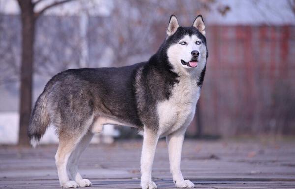纯种阿拉斯加犬跟哈士奇:阿拉斯加雪橇犬和哈士奇怎么区别？ 阿拉斯加犬和哈士奇的关系