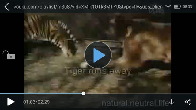 藏獒老虎打架:雄性北极熊VS雄性东北虎，东北虎有30%胜率吗？