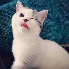 可爱的小奶猫,有什么可爱的图片？