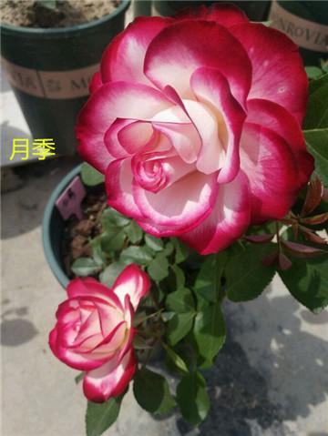 茜姿兰玫瑰精油怎么用，月季花与玫瑰花有什么区别？怎么分辨？