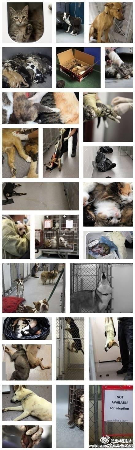 保安遭恶犬攻击视频吓尿了:大学校园有只流浪狗，保安该不该把它打死？ 保安遭恶犬攻击