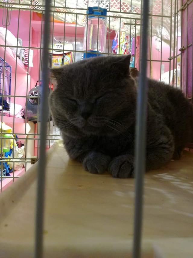 异国短毛猫 广西论坛:那些远嫁的全职妈妈们，你们过的好吗？