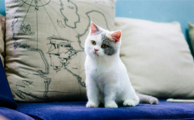 怎么确定猫咪认主人了:为什么猫咪知道主人心情不好了