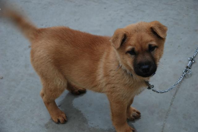 阿富汗犬价格:阿富汗名犬多少钱 一只阿富汗猎犬大概要多少钱？