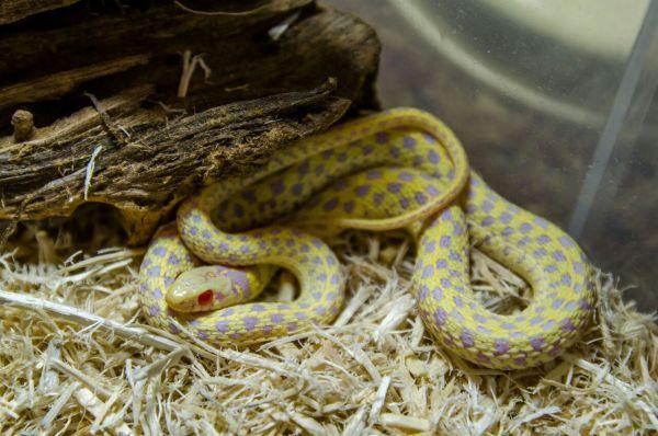 玉米蛇是爬行动物爱好者的完美宠物，从哪里可以买到小蛇做宠物