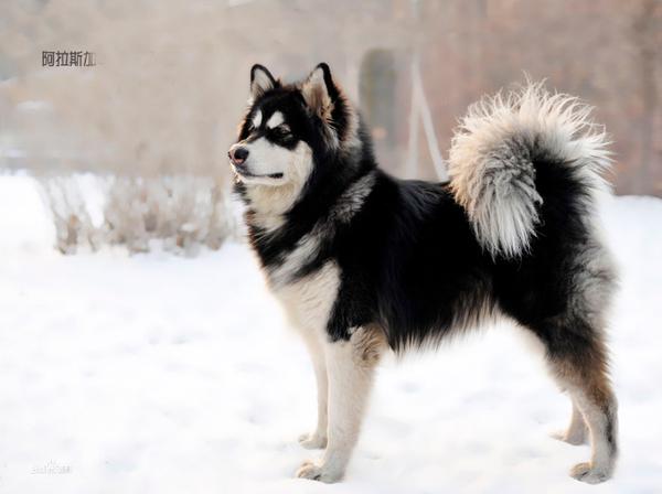 纯种阿拉斯加犬跟哈士奇:阿拉斯加雪橇犬和哈士奇怎么区别？ 阿拉斯加犬和哈士奇的关系