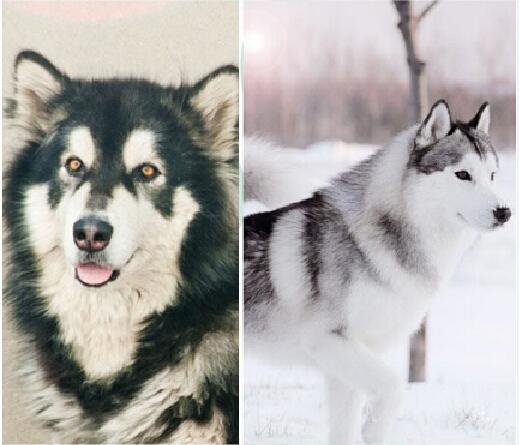 纯种阿拉斯加犬跟哈士奇:阿拉斯加雪橇犬和哈士奇怎么区别？ 阿拉斯加犬和哈士奇的关系