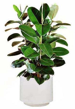 怎样驱逐屋内不干净的东西,房间如何去除灰尘或降低灰尘？