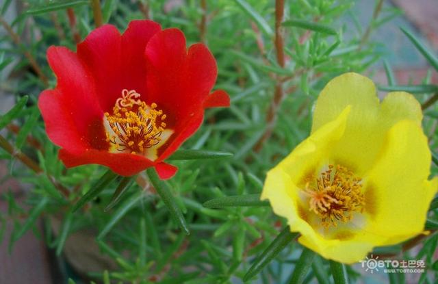 大花马齿苋,拉丁学名portulaca grandiflora,又称松针牡丹,松叶牡丹