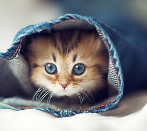 怎么确定猫咪认主人了:为什么猫咪知道主人心情不好了