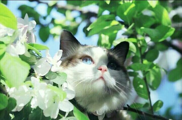 怎么确定猫咪认主人了:为什么猫咪知道主人心情不好了