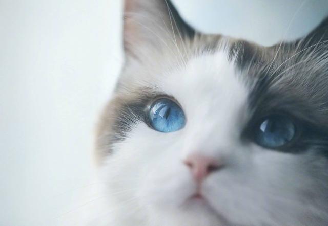 怎么确定猫咪认主人了:为什么猫咪知道主人心情不好了
