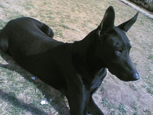 墨界黑狼犬和豹系黑狼:黑狼犬和马犬的缺点和优点各是什么，哪个更凶猛，哪个更聪明？