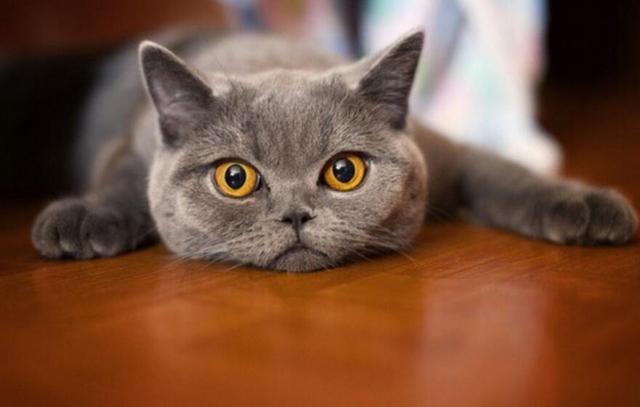 猫泛白细胞减少症病毒英文:如何通过猫咪的行为和表现来检查判断猫咪是否生病？
