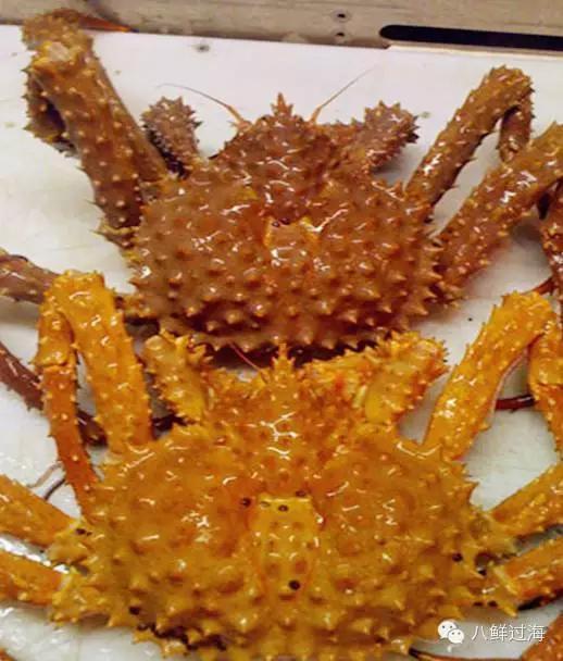 金色帝王蟹有一个金色的外壳,喜欢生活在陡峭的海底,它们一般生活在