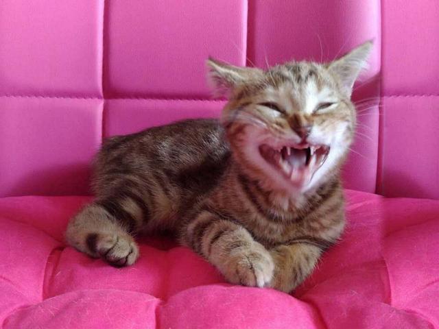 躲避喵星人的灵异事件:刚养的小猫，总是怕人见人就躲，怎么办？